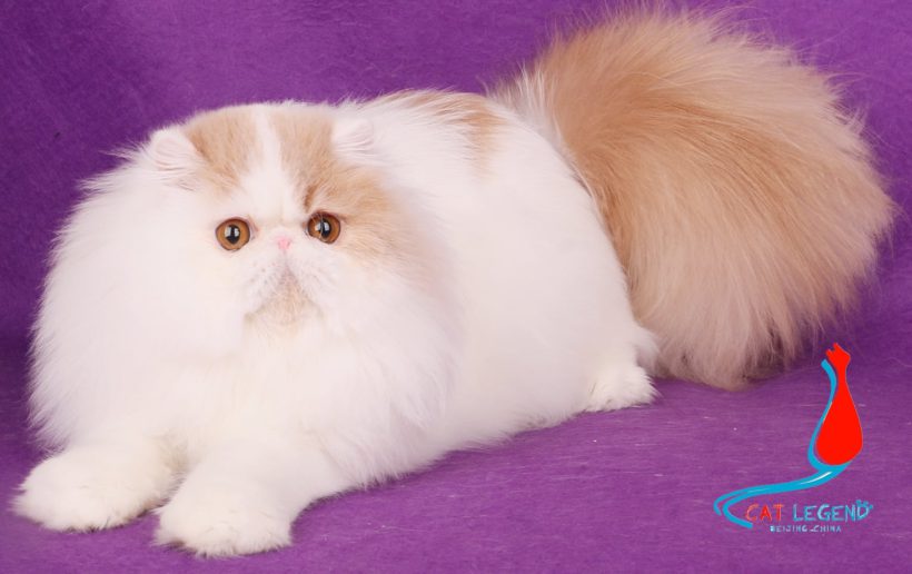 GC.CAT LEGENDS PENGPENG XIE.               2nd best Persian-Calico&Bi-color,China 2018-2019