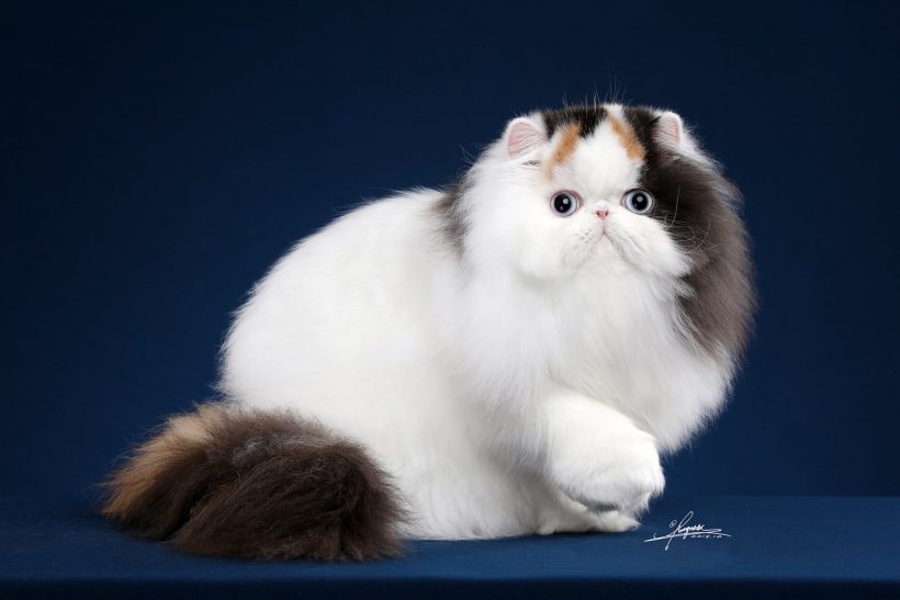 GC.CAT LEGENDS WAWA XIE.  3rd best Persian-Calico&Bi-color,Best Color,China 2018-2019