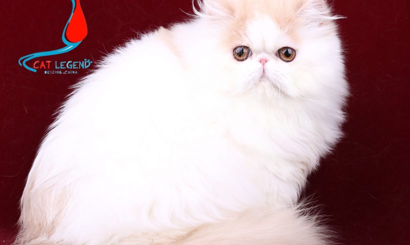 CAT LEGENDS DAYANJING XIE
