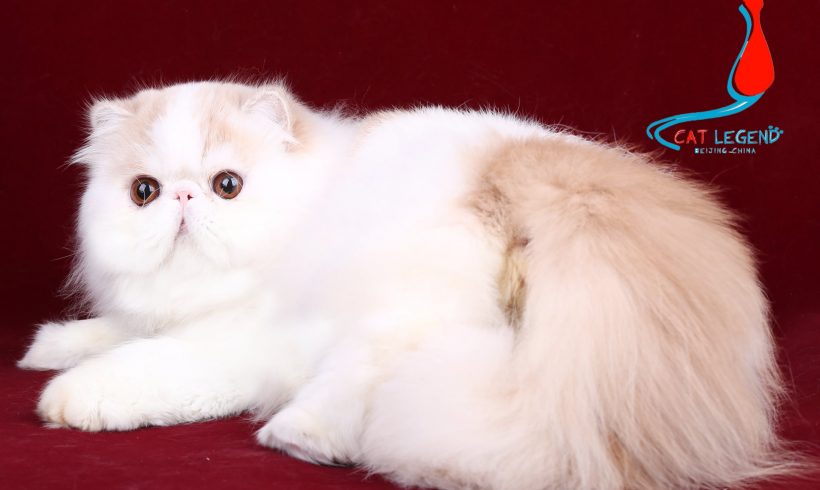 CAT LEGENDS STAR XIE