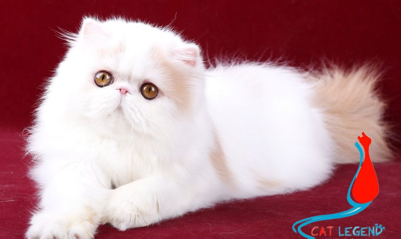 CAT LEGENDS TIANXIN XIE
