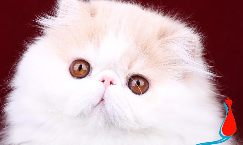 CAT LEGENDS QUNQUN XIE