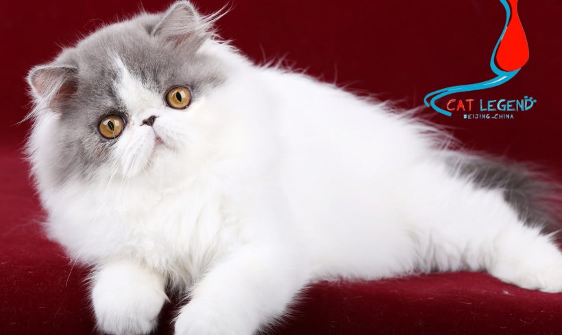 CAT LEGENDS PUTAO XIE