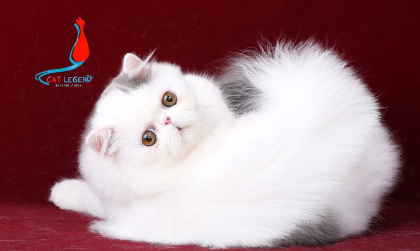 CAT LEGENDS DAXIONG XIE