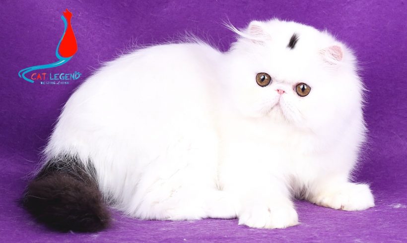 CAT LEGENDS XIAOI XIE