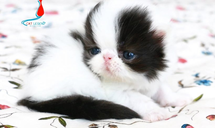 CAT LEGENDS YANYAN XIE