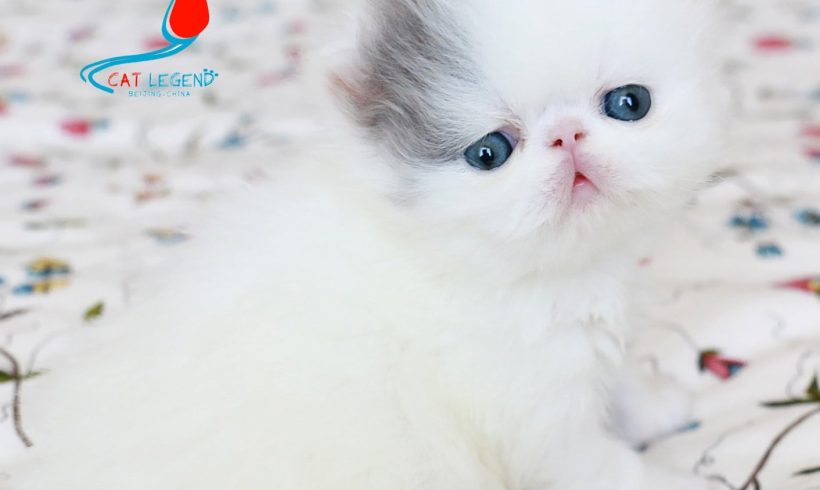 CAT LEGENDS WANGZI XIE