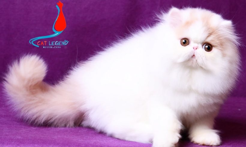 CAT LEGENDS DASHAUI XIE