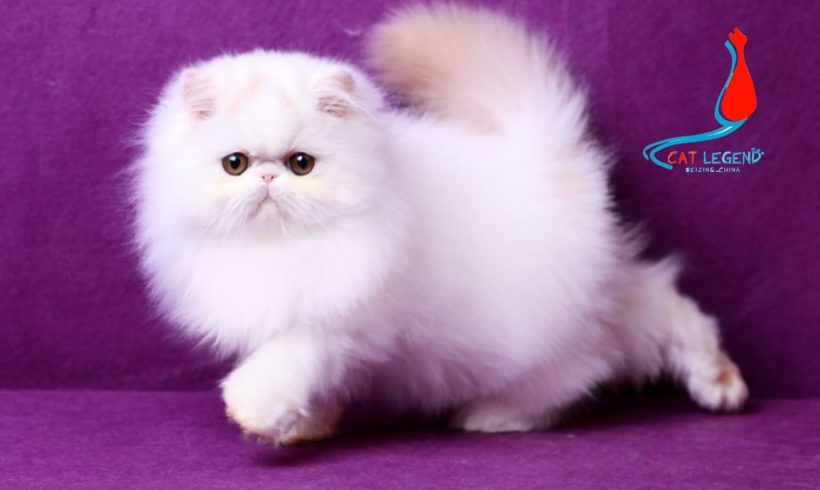 CAT LEGENDS XIAO GE XIE