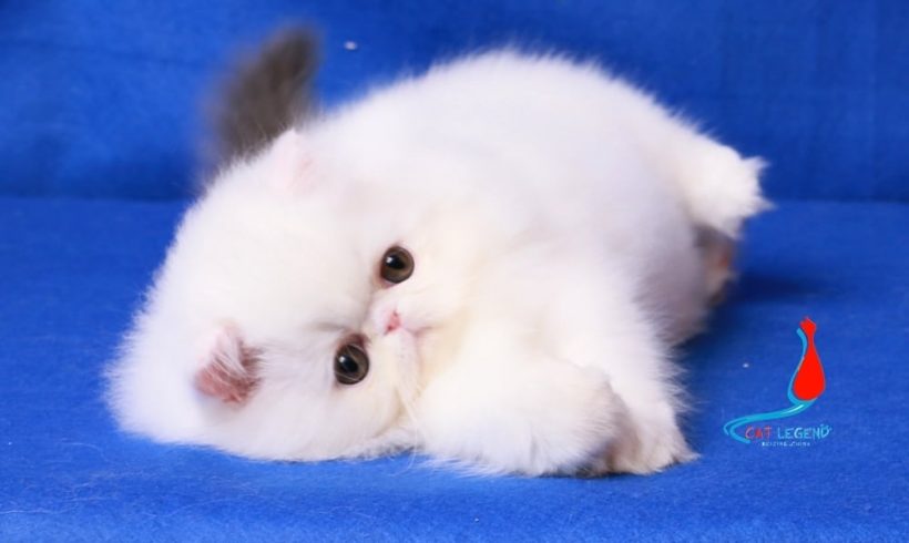 CAT LEGENDS YUTOU XIE