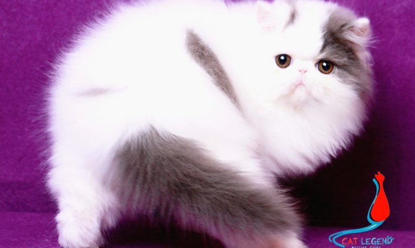 CAT LEGENDS ENEN XIE