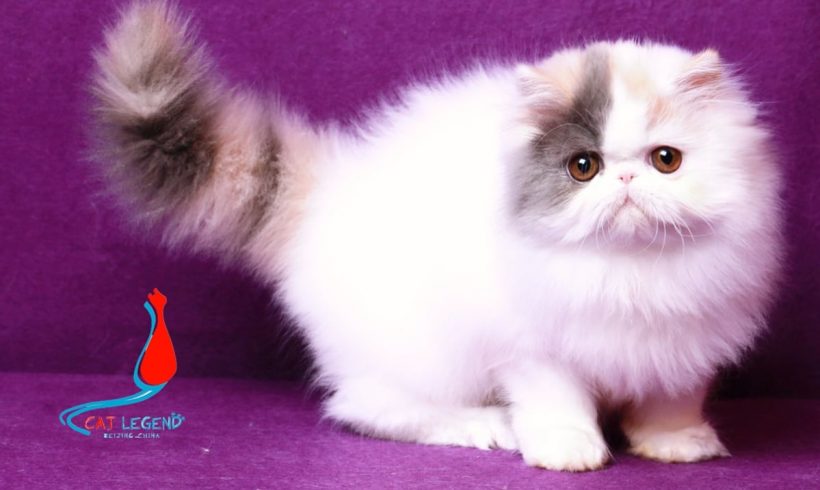 CAT LEGENDS MEIMEI XIE