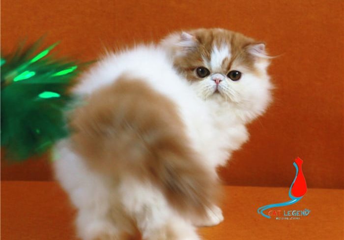 CAT LEGENDS DAPANG XIE