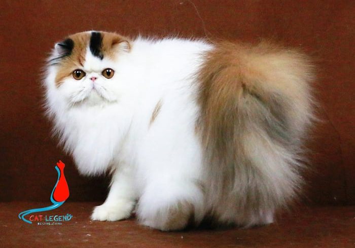 2014年参加CFA比赛 GC.CAT LEGENDS SHILLA XIE &                      ONE SHOW GRAND CHAMPION