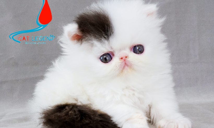 CAT LEGENDS DIANDIAN XIE