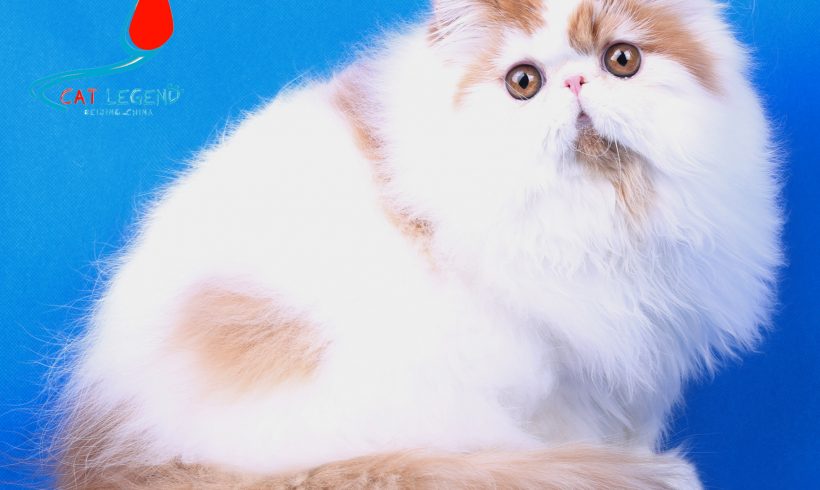 CAT LEGENDS TIGER XIE
