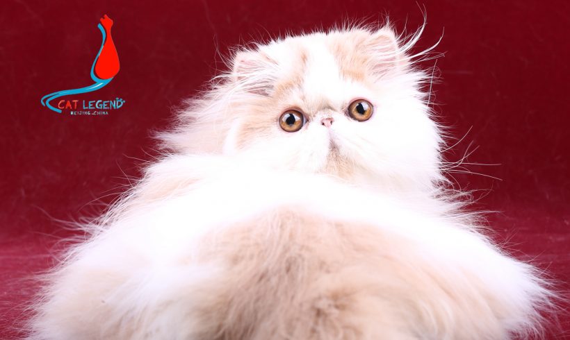 CAT LEGENDS WANDOU XIE