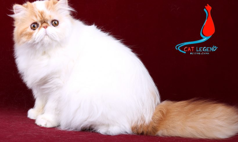 CAT LEGENDS HXZ XIE