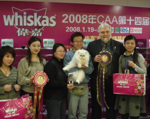 2008年北京参加美国ACFA/CAA名猫展